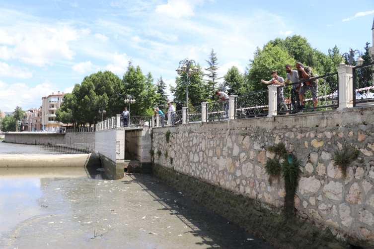 Amasya Yeşilırmak'ta balık ölümleri görüldü